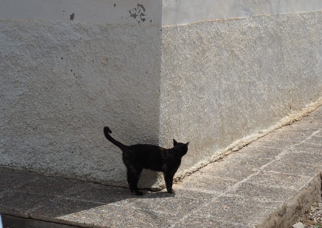 Guía felino